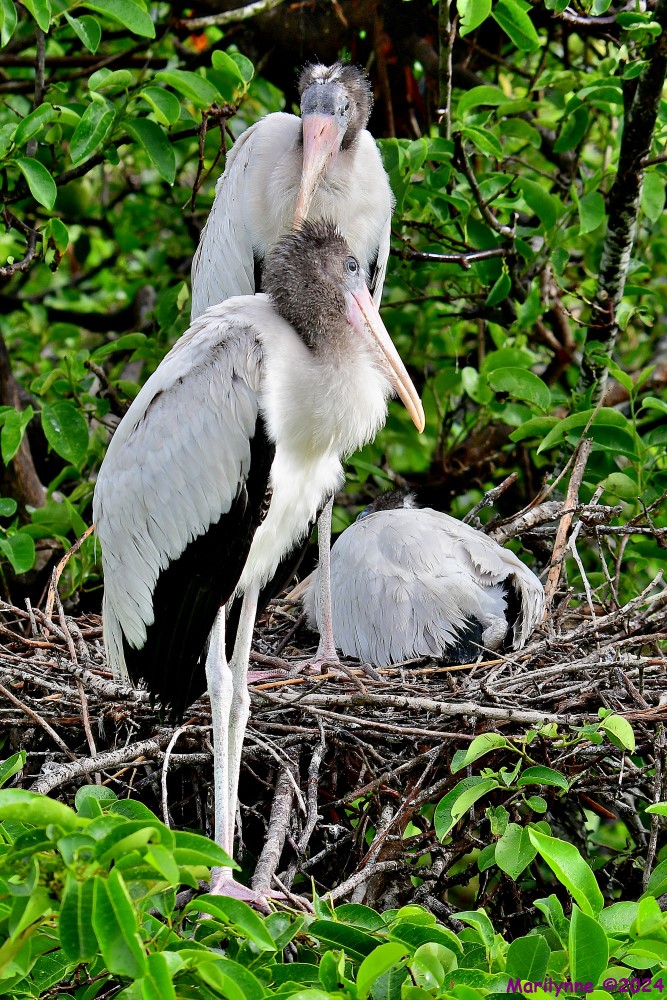 DSC_4532_001.JPG