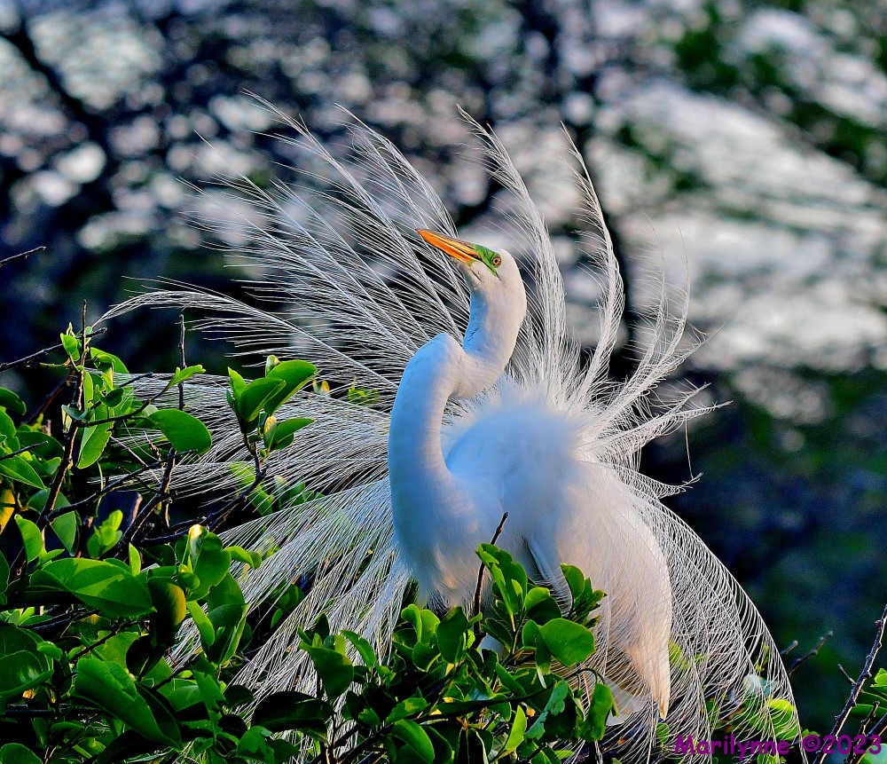 DSC_4533_001.JPG