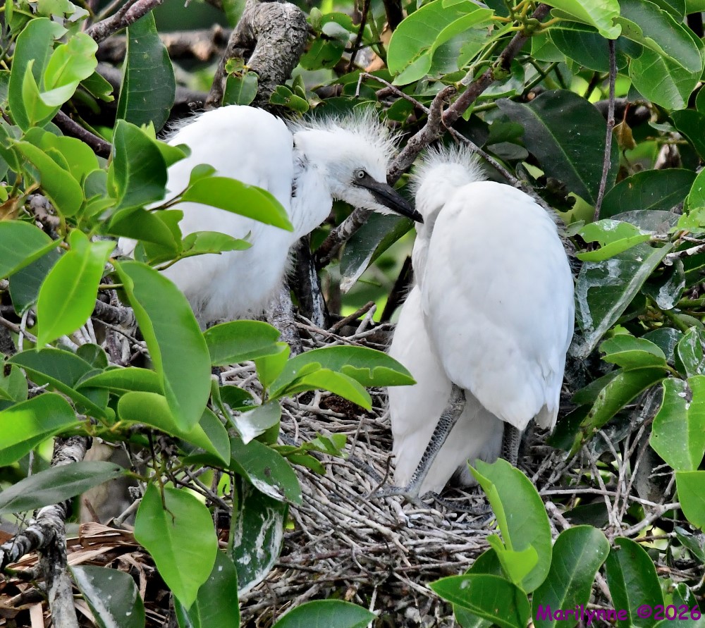 DSC_4534_001.JPG