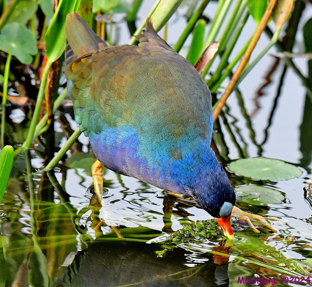 DSC_4535_stitch_001.JPG