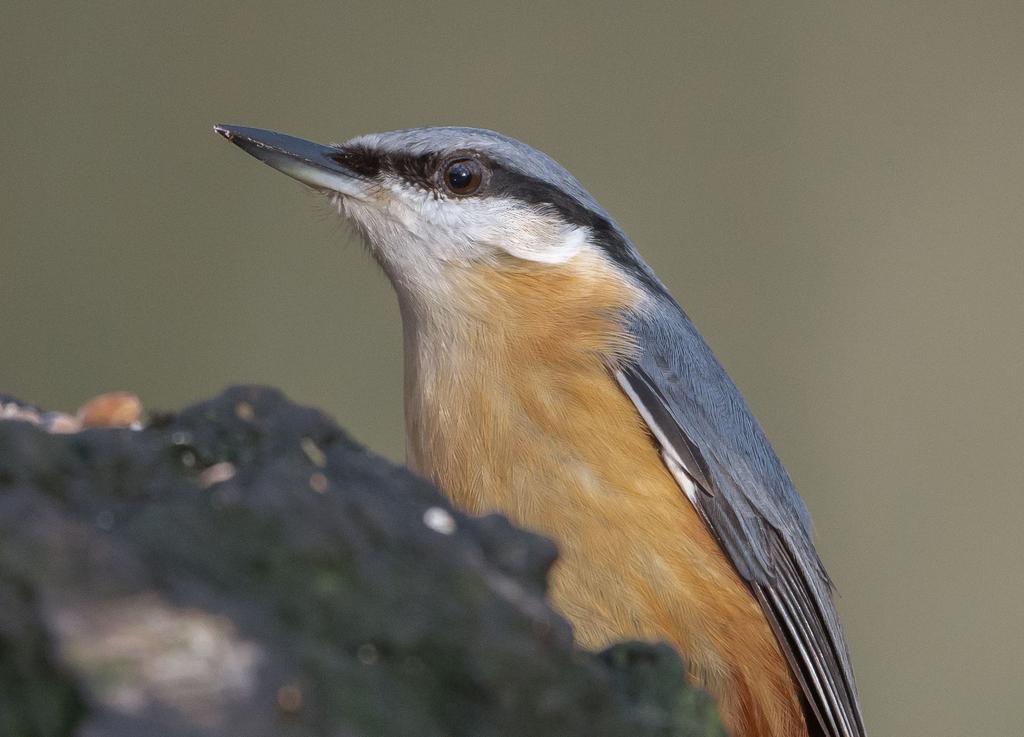 DSC_4536.jpg