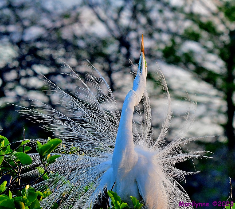 DSC_4537_001.JPG