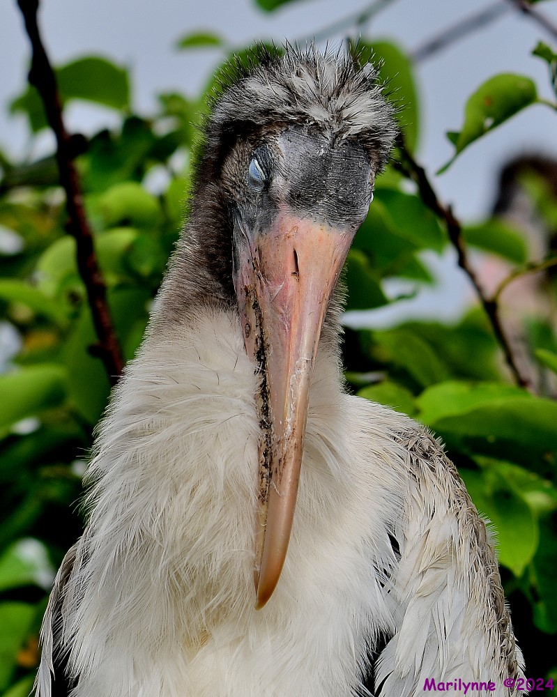 DSC_4537_001.JPG