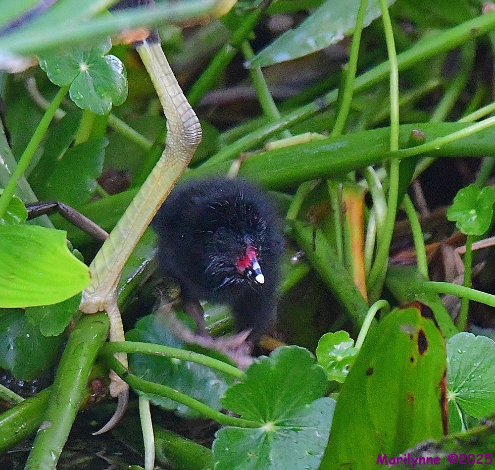 DSC_4538_001.JPG