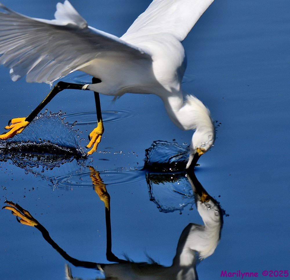 DSC_4539_001.JPG
