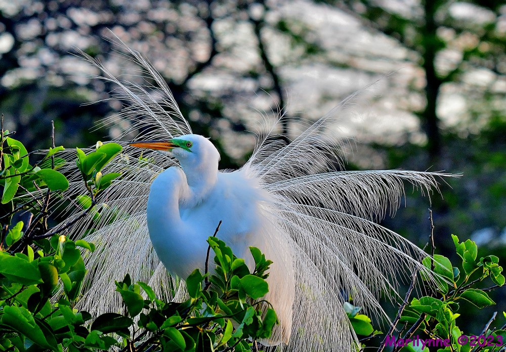 DSC_4542_001.JPG