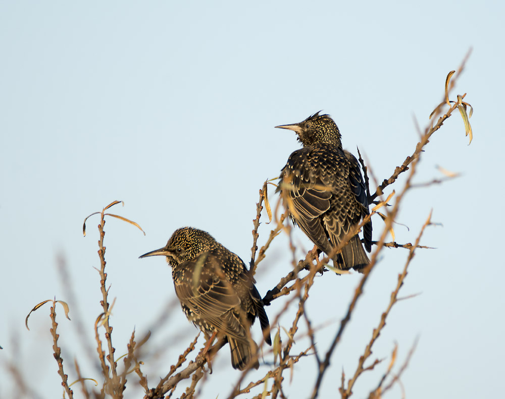 DSC_4543.jpg