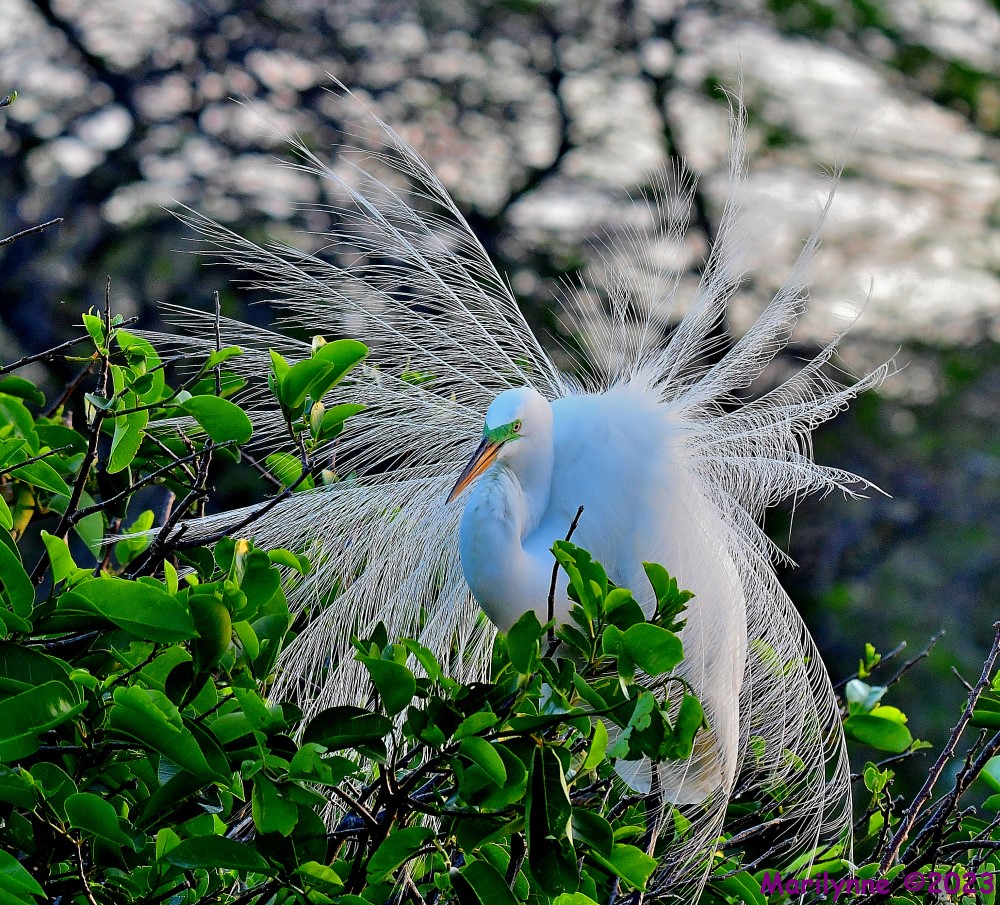 DSC_4544_001.JPG