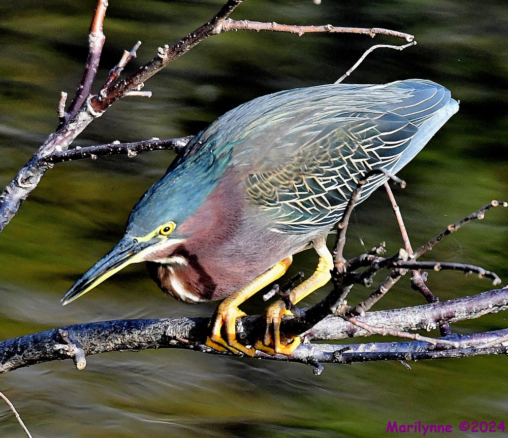 DSC_4544_001.JPG