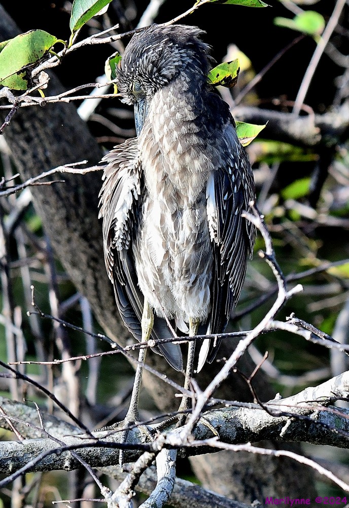 DSC_4547_001.JPG