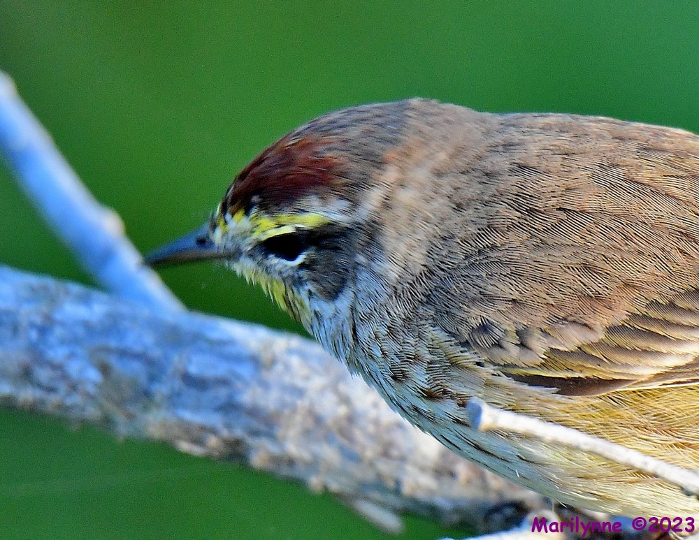 DSC_4548_001.JPG