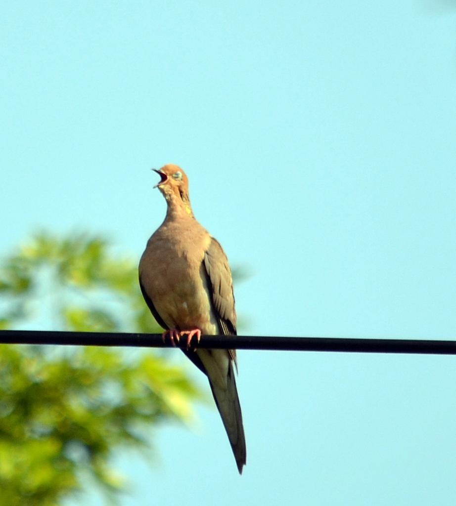 DSC_4550.jpg