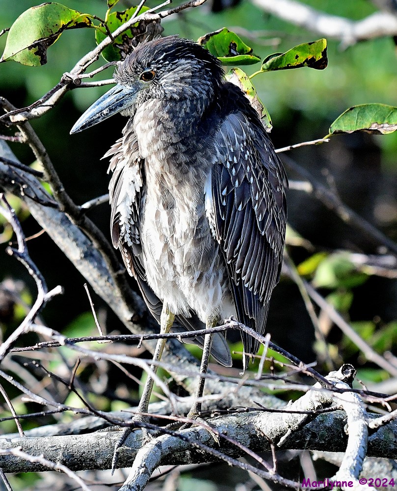 DSC_4550_001.JPG