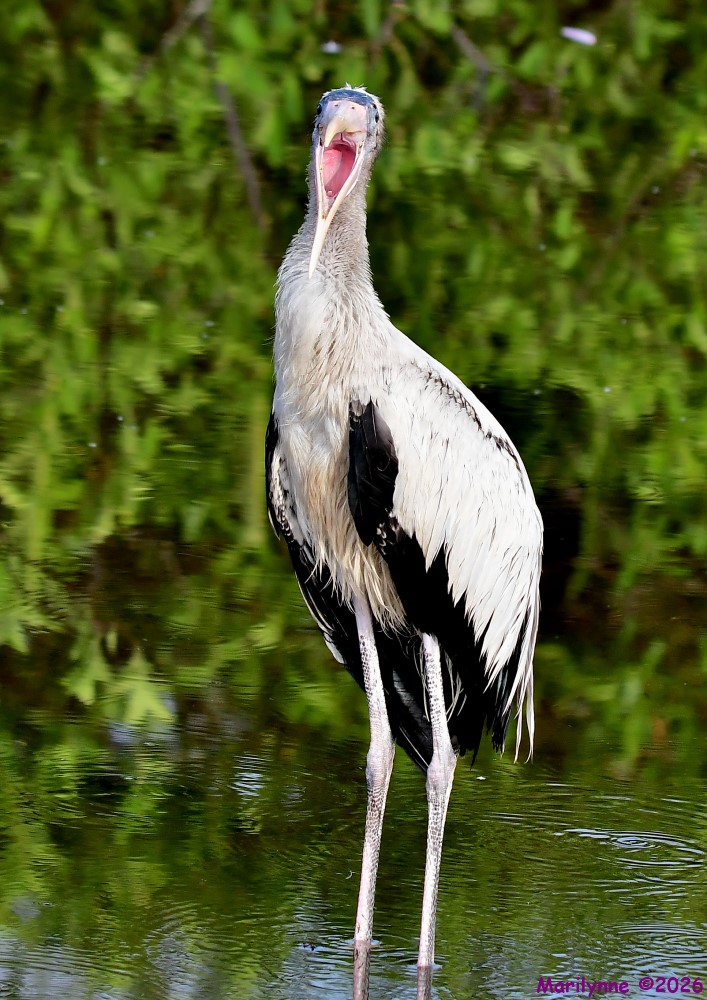 DSC_4550_001.JPG