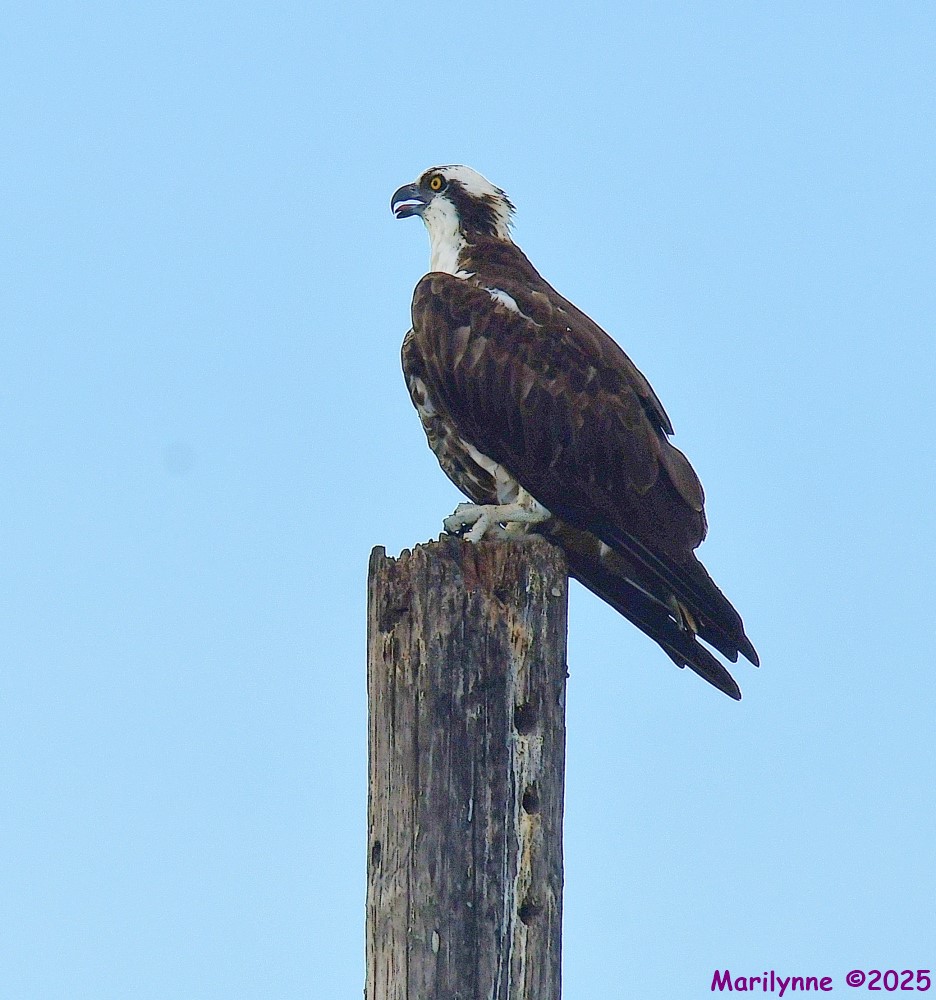 DSC_4551_001.JPG