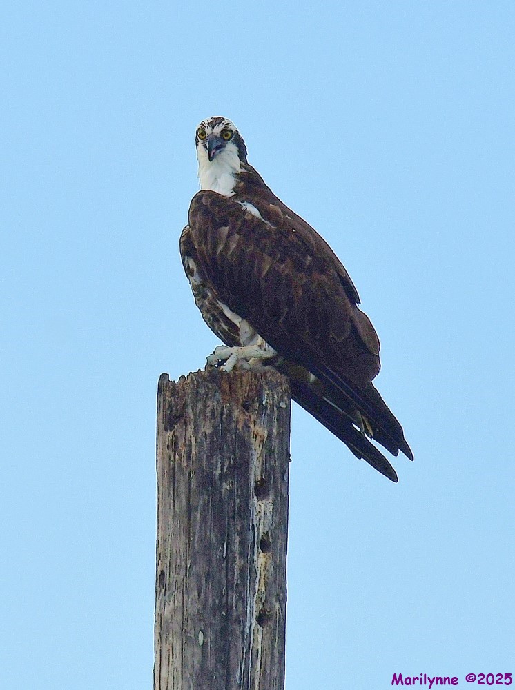 DSC_4552_001.JPG