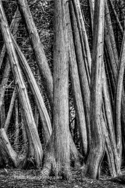 DSC_4552_7279_tonemapped.jpg