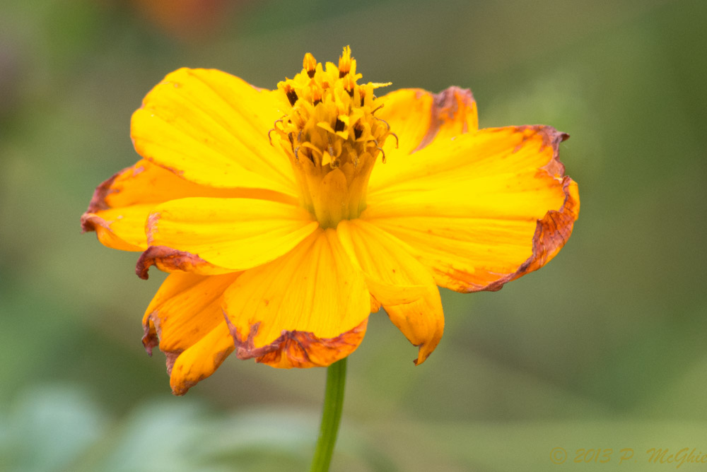DSC_4553.jpg