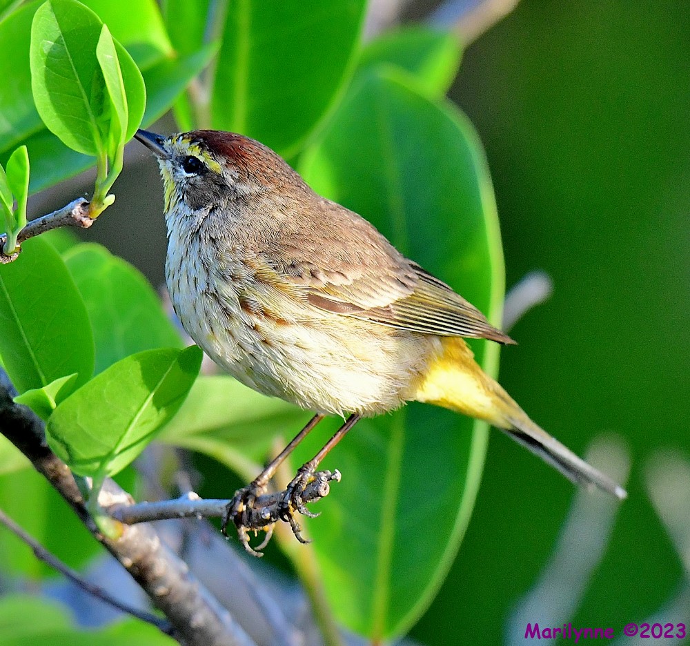 DSC_4553_001.JPG