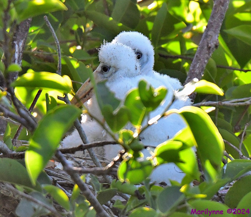DSC_4553_001.JPG