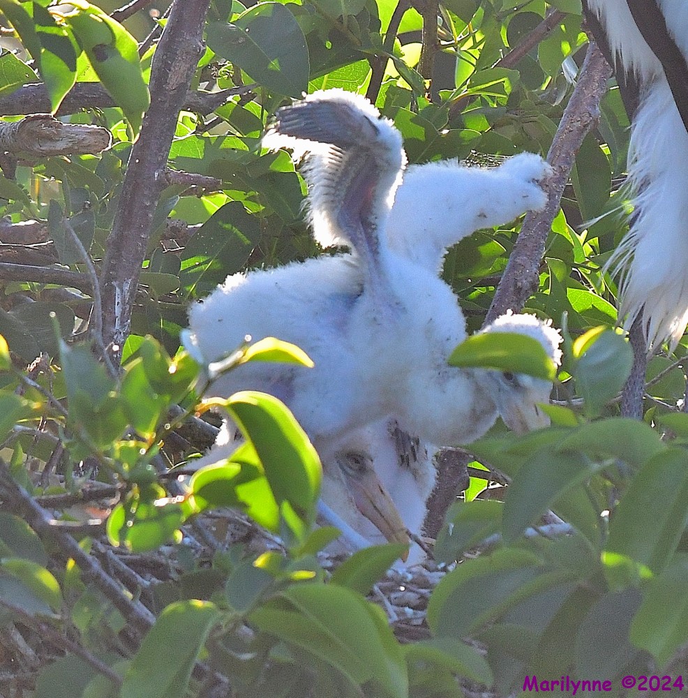 DSC_4556_001.JPG