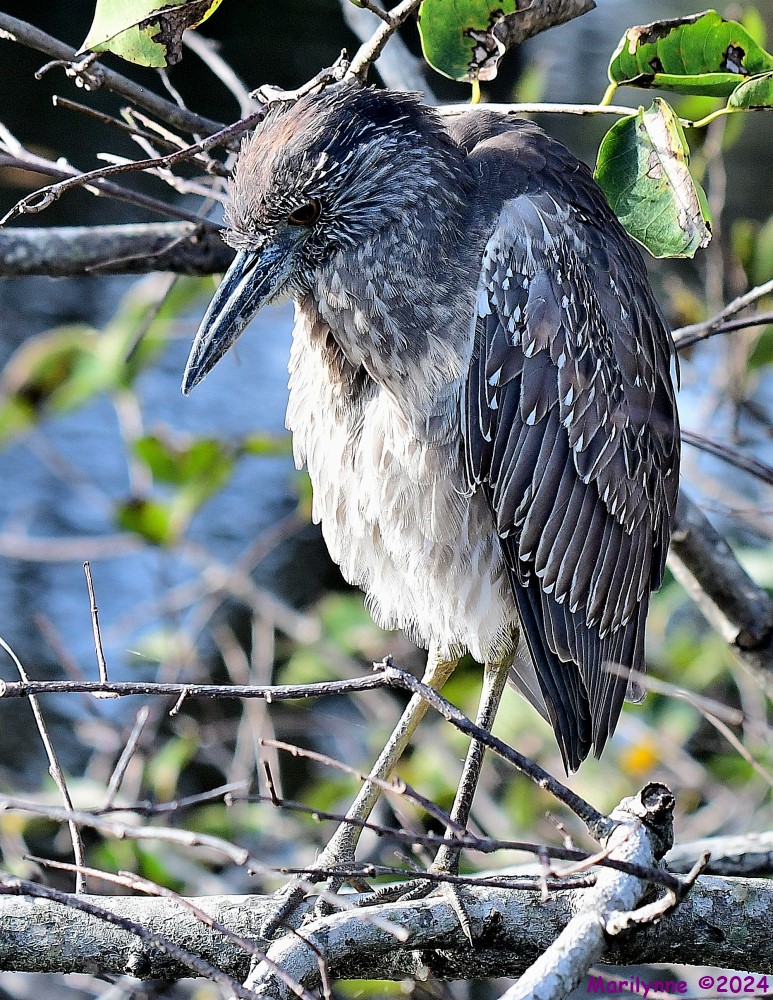 DSC_4557_001.JPG