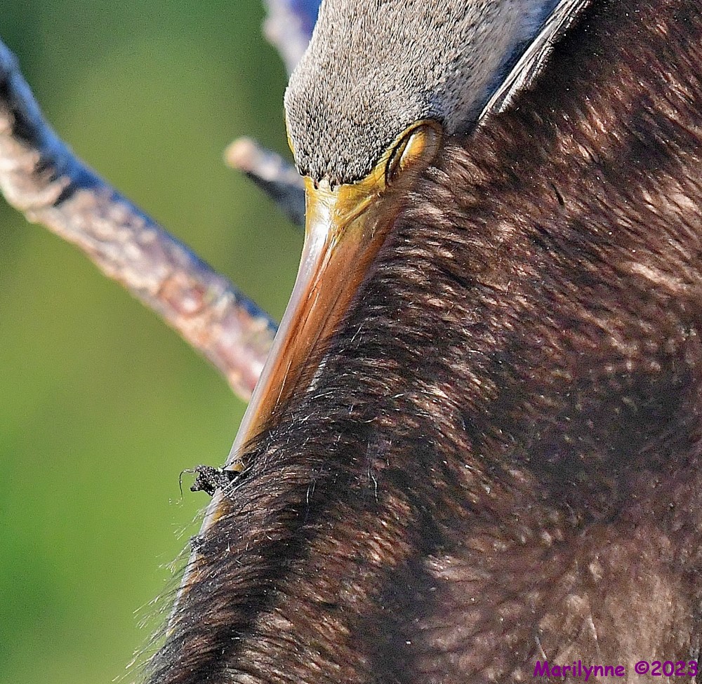 DSC_4561_001.JPG