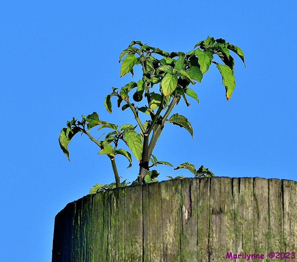DSC_4562_001.JPG