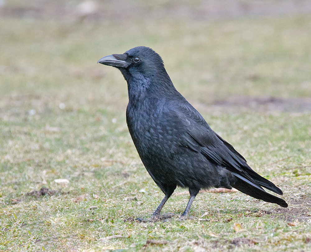 DSC_4564.jpg