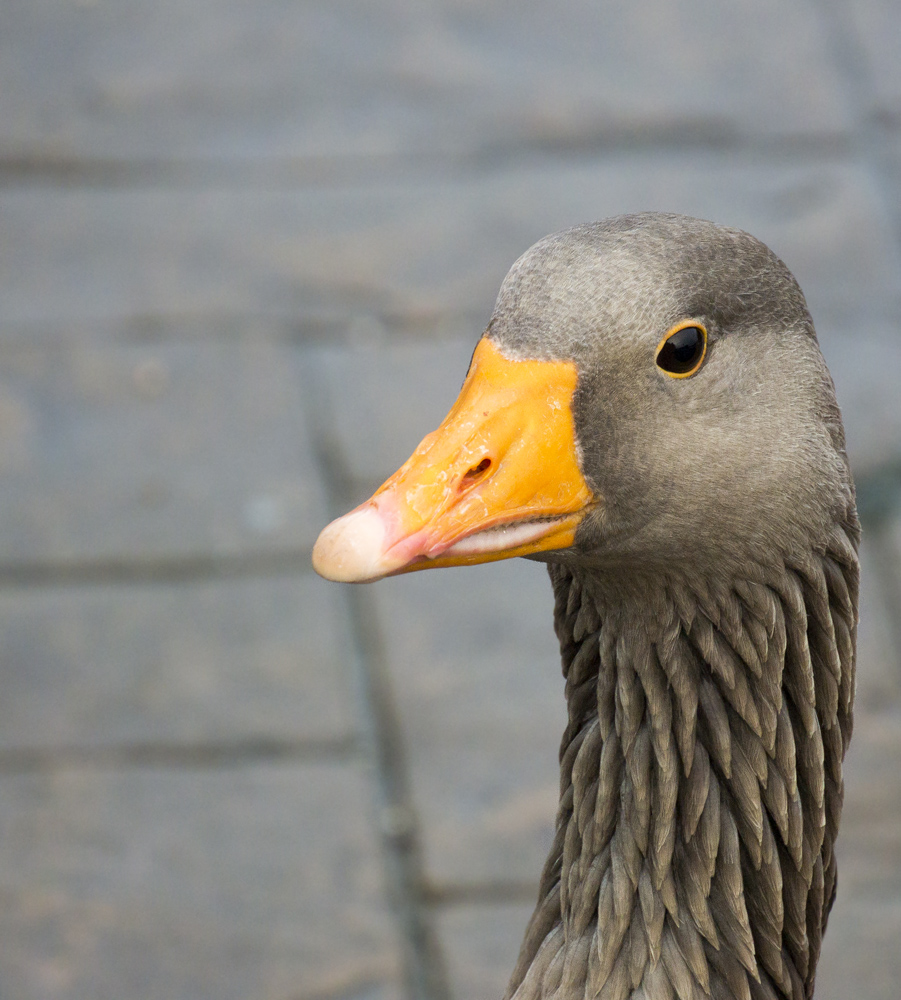 DSC_4564.jpg