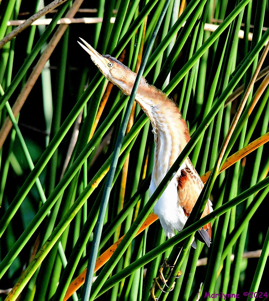 DSC_4565_001.JPG