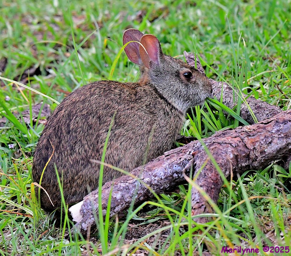 DSC_4566_001.JPG