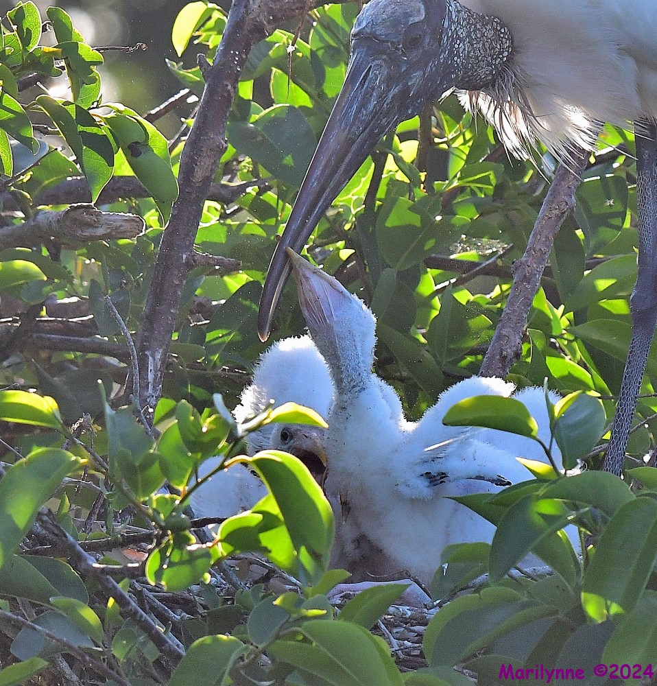DSC_4567_001.JPG