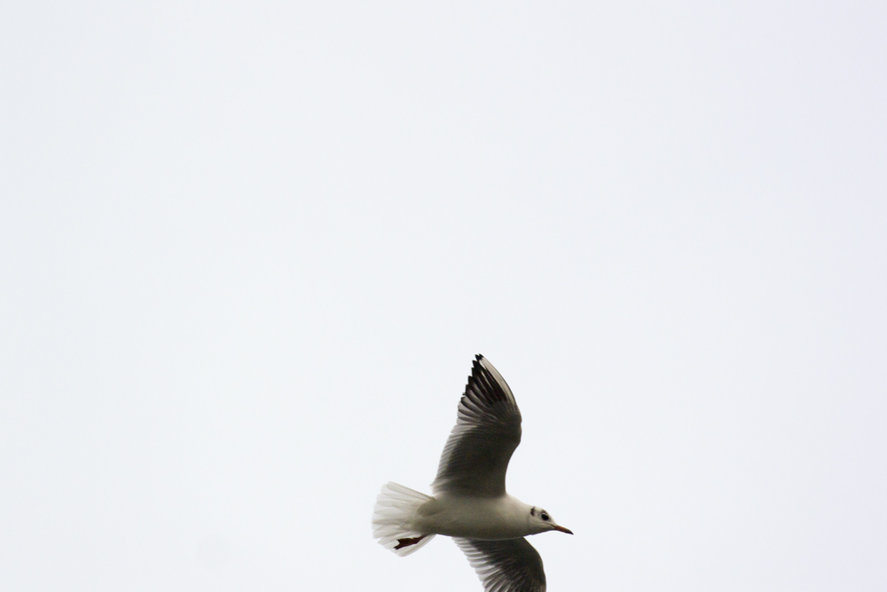 DSC_4568.jpg