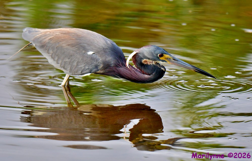 DSC_4568_001.JPG