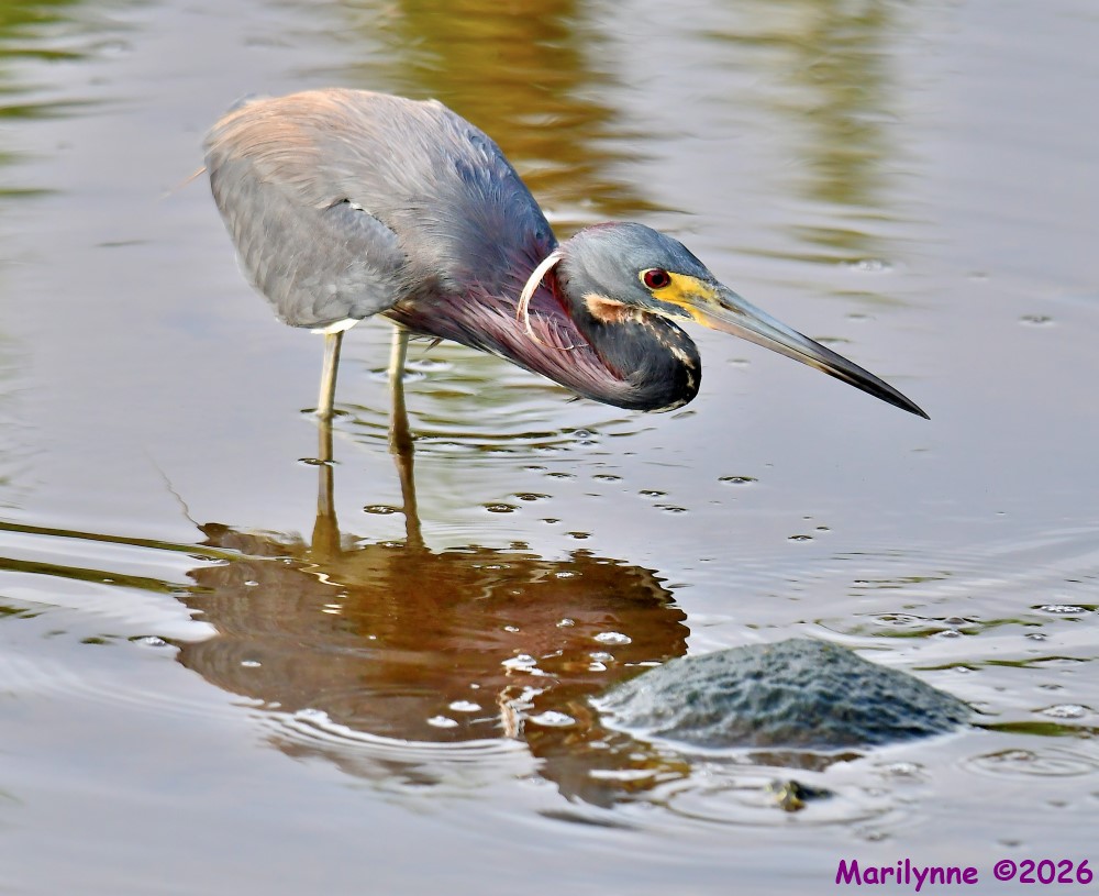 DSC_4570_001.JPG