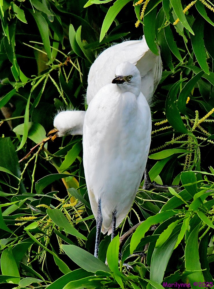 DSC_4572_001.JPG