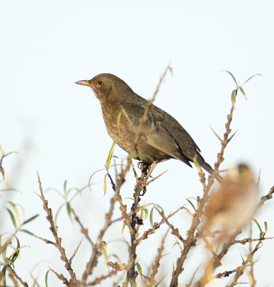 DSC_4573.jpg