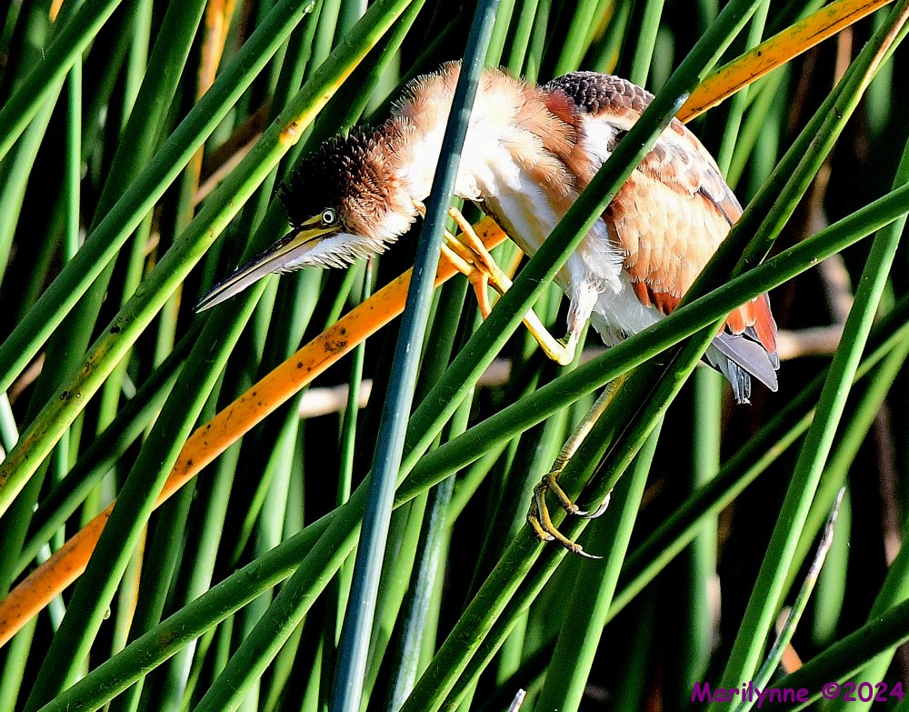 DSC_4573_001.JPG