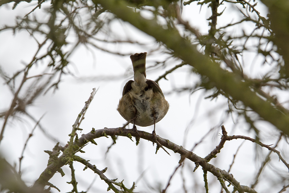 DSC_4574.jpg