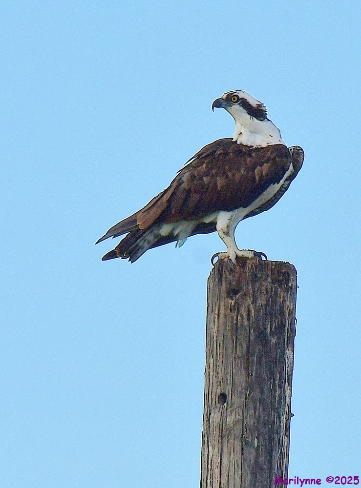 DSC_4574_001.JPG