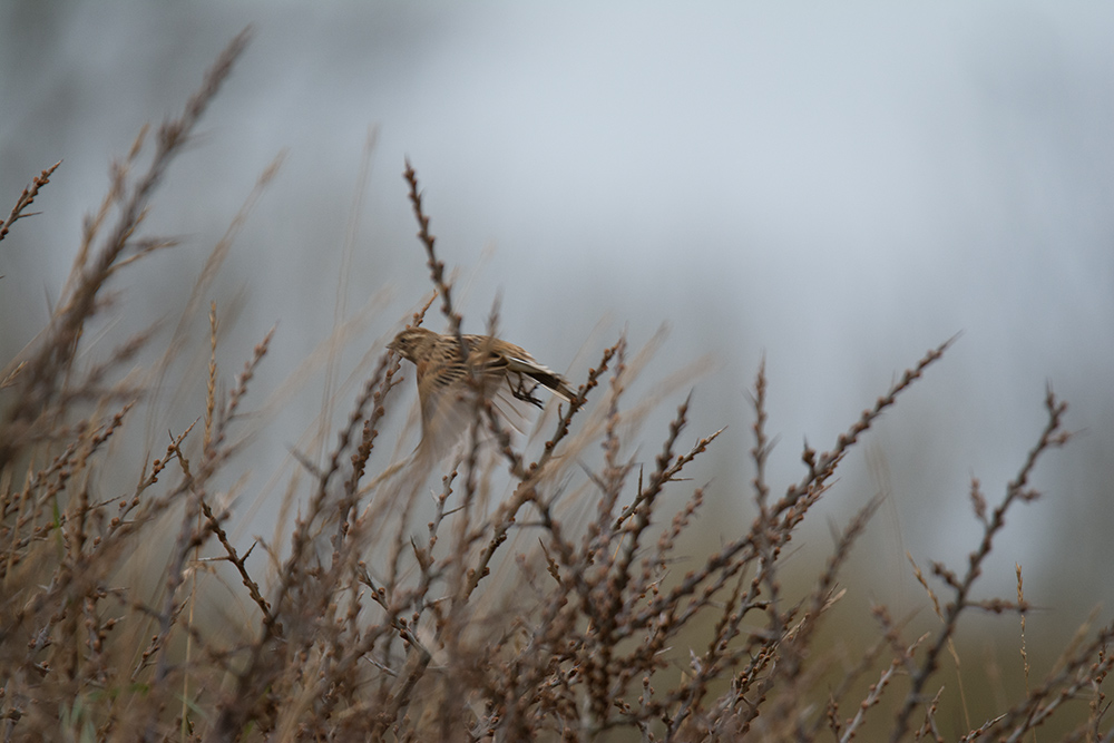 DSC_4575.jpg