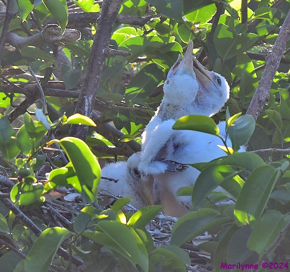 DSC_4575_001.JPG