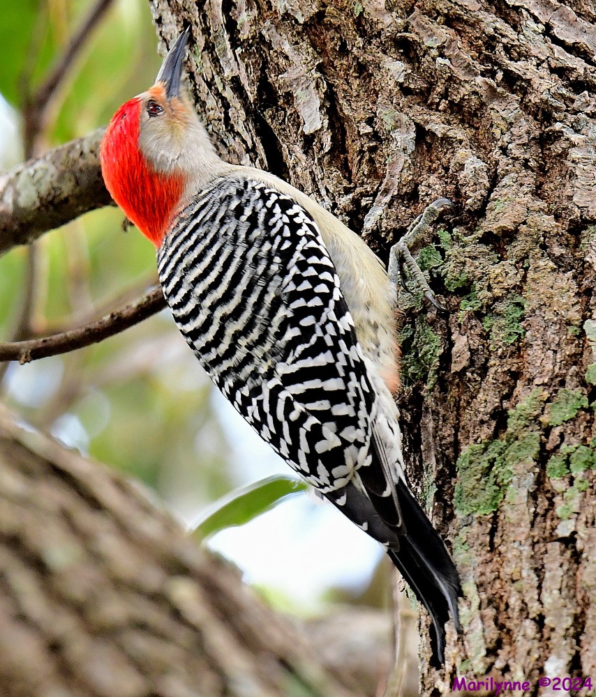 DSC_4577_001.JPG