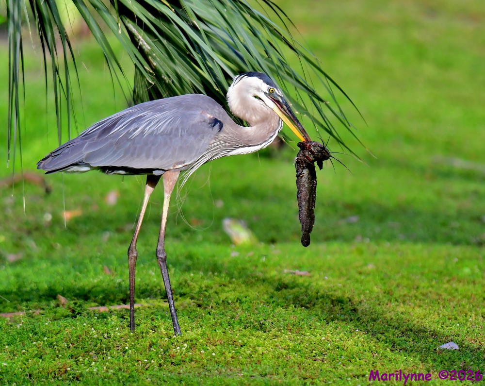 DSC_4577_001.JPG