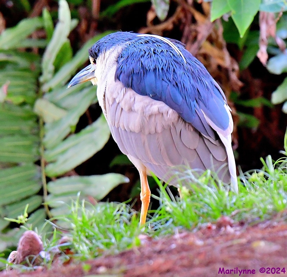 DSC_4581_001.JPG