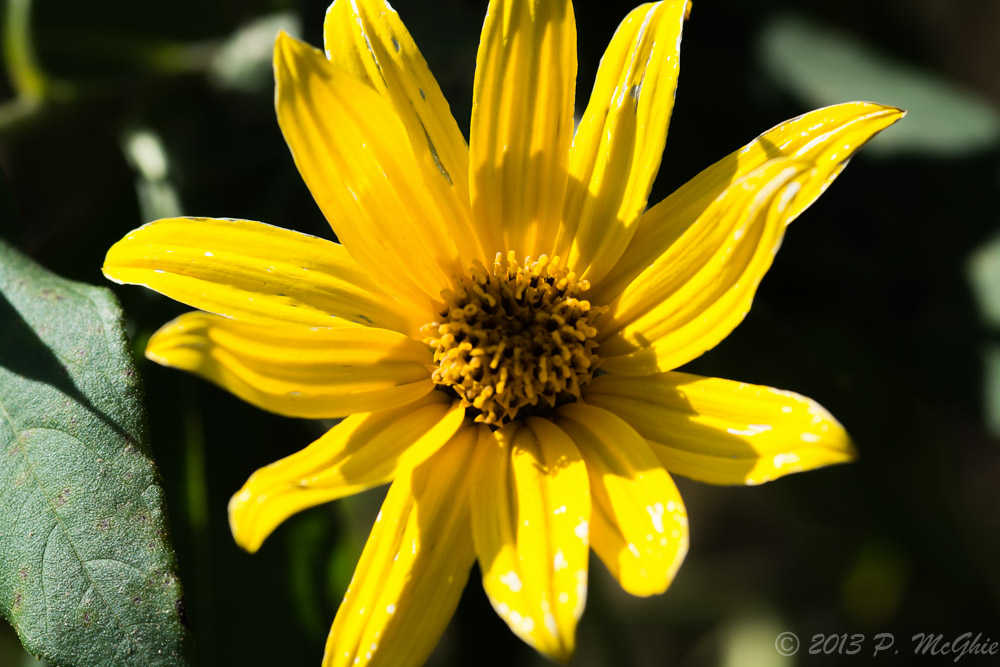 DSC_4582.jpg