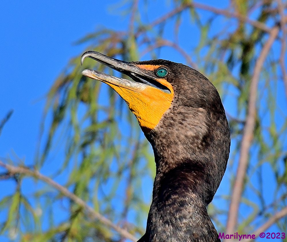 DSC_4583_001.JPG