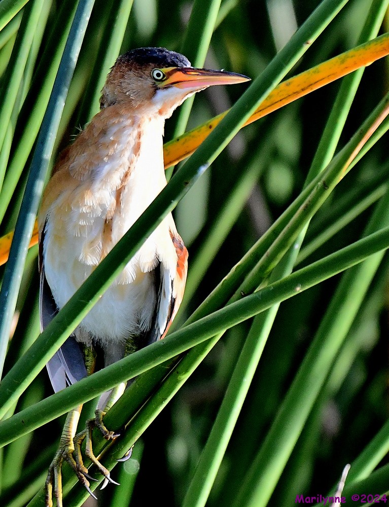 DSC_4583_001.JPG
