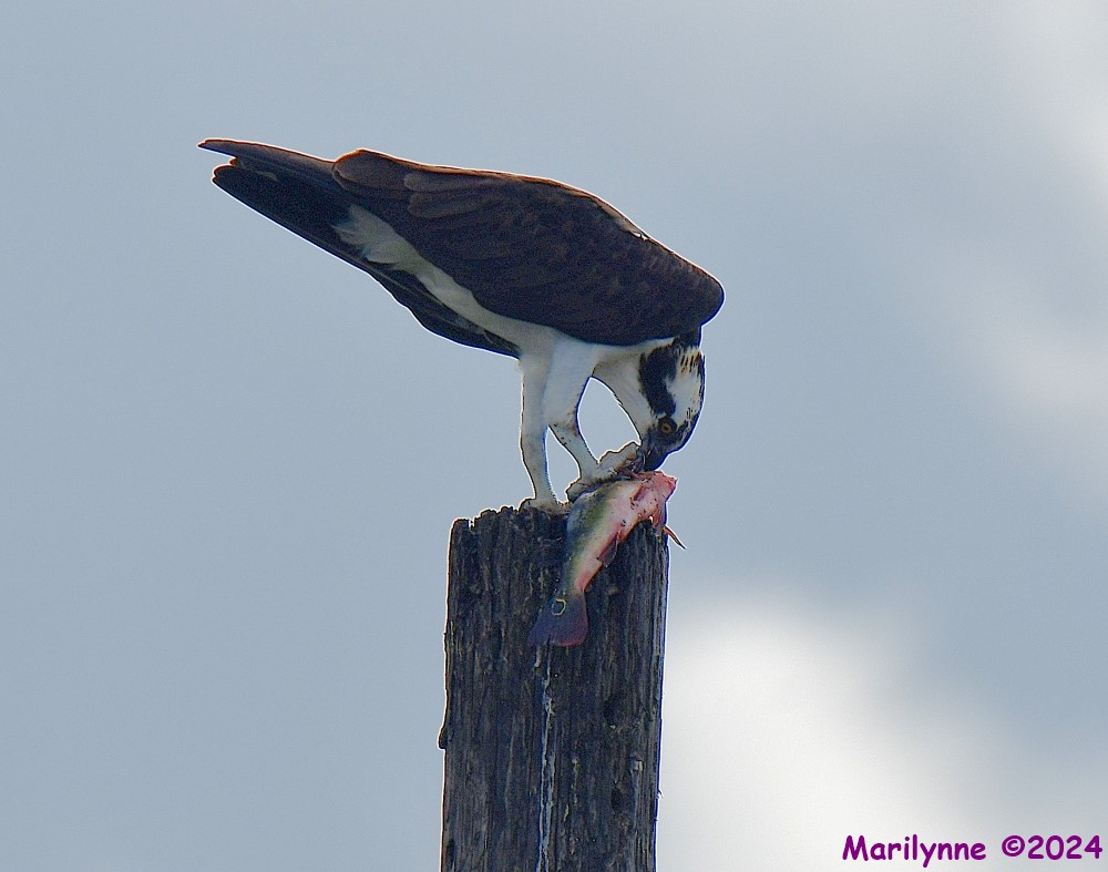 DSC_4584_001.JPG